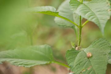 日本の風景　川
