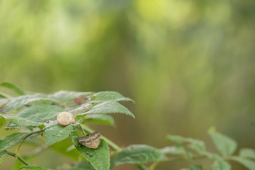 日本の風景　川
