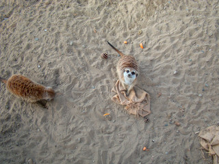 Meerkats. He looks into the camera, dripping a hole. Background sand.