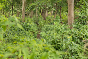 日本の風景　川
