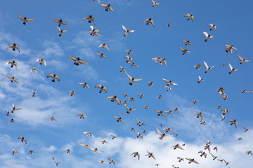 flock of speed racing pigeon flying against beautiful clear blue sky