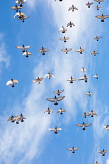 flock of speed racing pigeon flying against beautiful clear blue sky