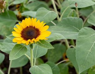 sunflower in garden