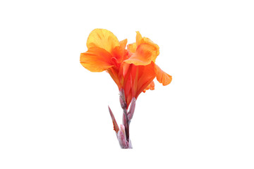 orange  petal  lowers full of blossom  Canna lilly  so beautiful for background Textures close up
