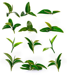 Tea leaves Isolated on white background.