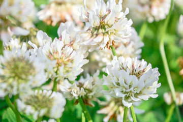 White clover aka Trifolium repens in grass on summer meadow. Shamrock flower