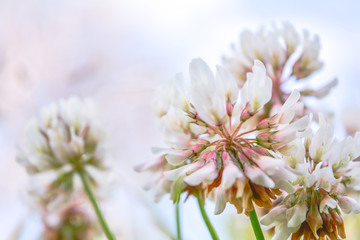 Blurred white Shamrock clover flower aka Trifolium on blue sky on summer meadow