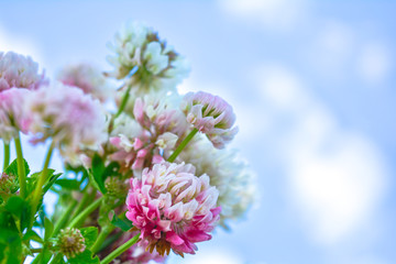 Blurred white Shamrock clover flower aka Trifolium on blue sky on summer meadow