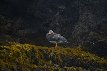 bird on rock