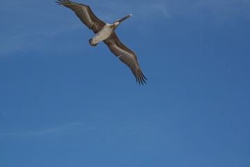 Bird Mexico