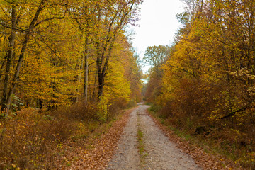 Scenery in a mountain forest in the fall, with beautiful foliage and trees