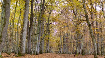 Scenery in a mountain forest in the fall, with beautiful foliage and trees