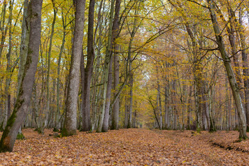 Obraz premium Scenery in a mountain forest in the fall, with beautiful foliage and trees
