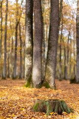 Scenery in a mountain forest in the fall, with beautiful foliage and trees