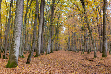 Scenery in a mountain forest in the fall, with beautiful foliage and trees