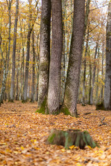 Scenery in a mountain forest in the fall, with beautiful foliage and trees