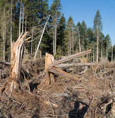 Stürme Unwetter Holzbruch