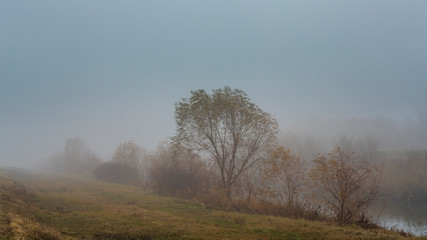 Autumn in the city, with tree silhouettes in the mist, in November
