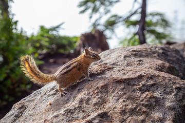 Cute little Chipmunk on a rock during a sunny summer day. Taken in Cypress Provincial Park, West Vancouver, British Columbia, Canada.