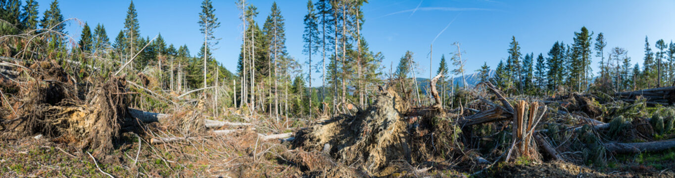St&uuml;rme Unwetter Holzbruch