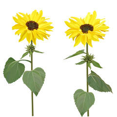  set of two sunflower flowers isolated on white background