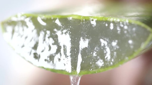 Close-up of a fully cut aloe vera leaf showing all the aloe vera juice from the plant