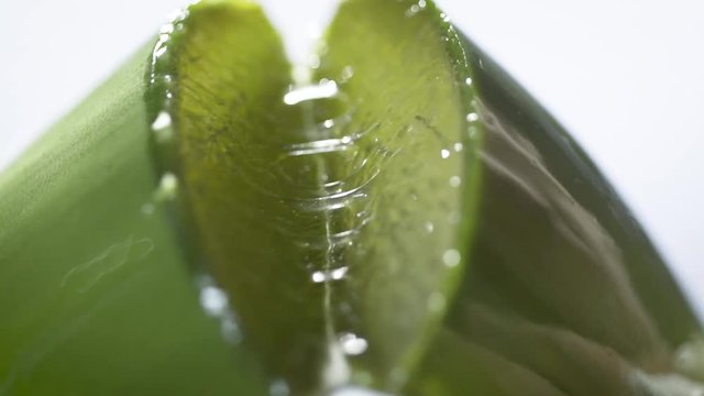 close-up of an aloe vera leaf cut transversally and opened in half where you can see the pure juice of the plant