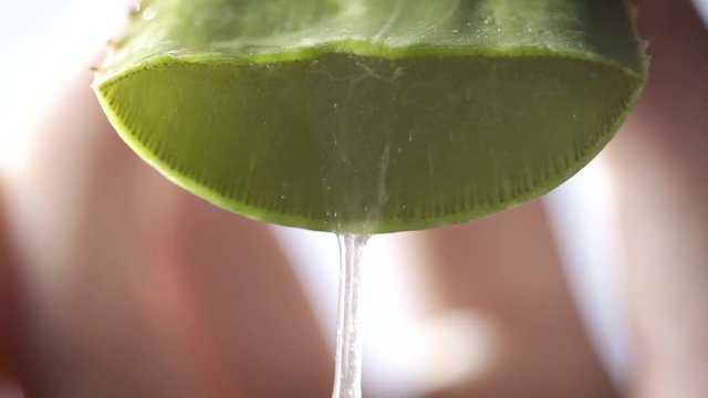 close-up of a leaf of aloe vera completely cut and falling from the inside a few drops of aloe vera of the plant