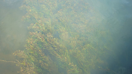  Seaweed under the surface of the river                              
