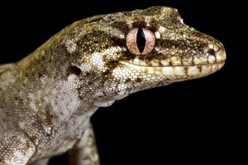 Forest gecko (Mokopirirakau granulatus)