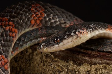 False coral snake (Oxyrhopus petola)