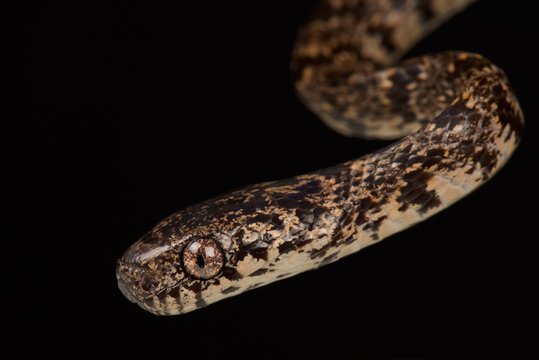 Variegated snail-eater (Dipsas variegata)