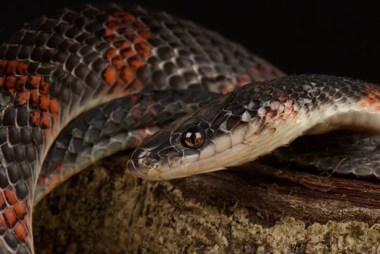 False coral snake (Oxyrhopus petola)