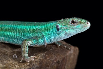 Caucusus emerald lizard (Lacerta strigata)