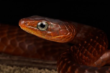 Fototapeta premium Smooth machete snake (Chironius scurrulus)