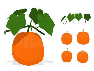 Isolated green components of pumpkins on transparent background