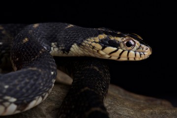Obraz premium Florida water snake (Nerodia fasciata pictiventris)
