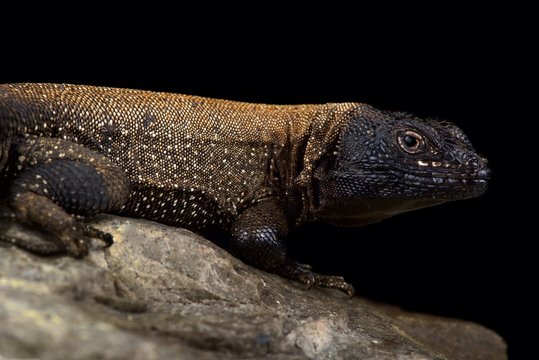 Dark Whorltail Iguana (Stenocercus melanopygus)