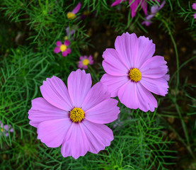 Fototapeta premium Pink Cosmos flowers in the garden