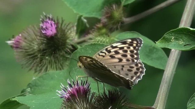 farfalla su cardo
