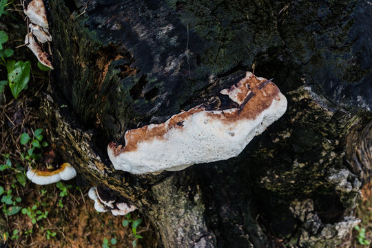 Fruiting bodies of wood decay fungus Ganoderma lucidum sensu lato on a tree chunk in a Hong Kong park