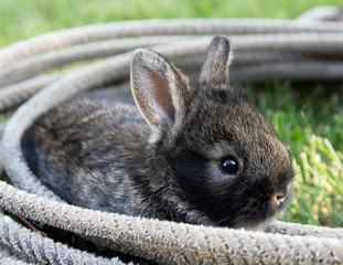 Baby bunny or rabbit in a lariat on a green grass lawn