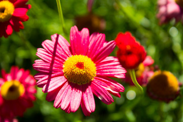 Pink flower among green leaves