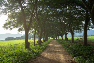 Obraz premium Chamchuri large tree tunnel Kui Buri Prachuap Khiri Khan Western Thailand