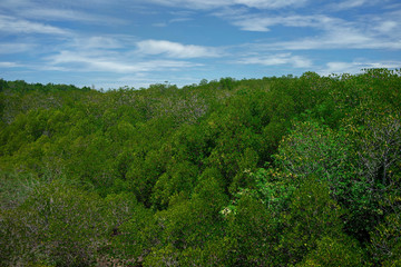 Backgrounds mangrove forest in thailand