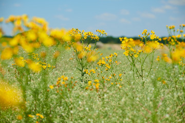 Fototapeta premium Wild grass with yellow flowers - beautiful summer landscape