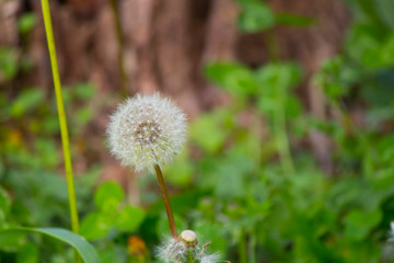 Flowers of various colors and shapes