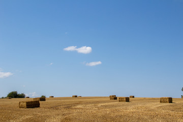 Obraz premium Getreideernte in wunderschöner Landschaft