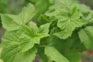 Green juicy leaf currant bush suitable for brewing tea