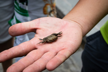 Little crab on a man´s hand